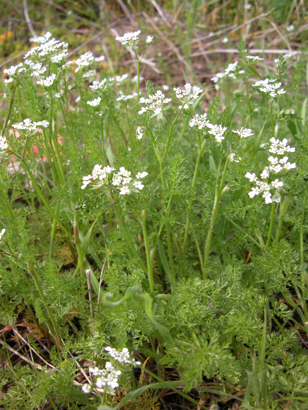 Scandix pecten-veneris